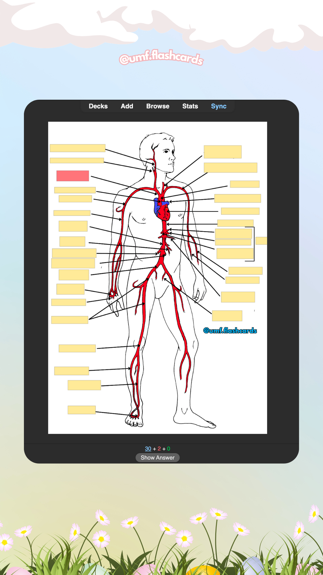 Set 1240 Flashcards Digitale Specializări de 3 Ani UMF IAȘI
