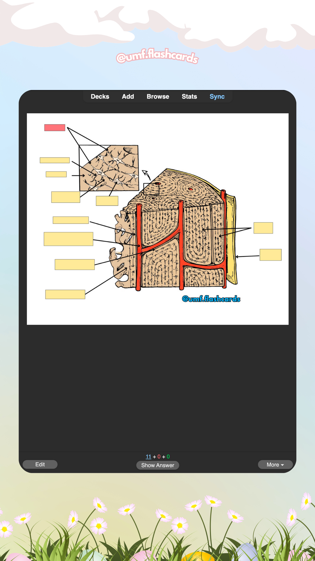 Set 1240 Flashcards Digitale Specializări de 3 Ani UMF IAȘI